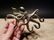 Brass Octopus Wall Key Hook Paperweight - 10