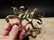 Brass Octopus Wall Key Hook Paperweight - 8