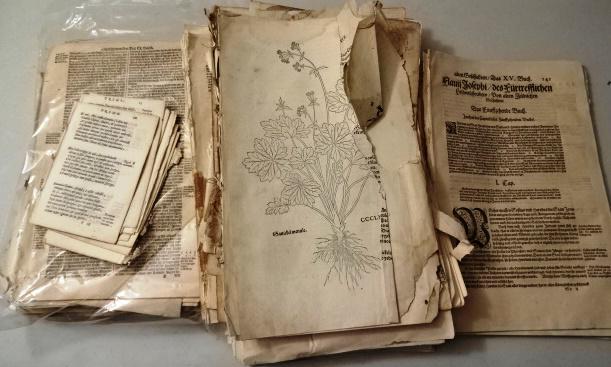 16th C Large Group of Leaves Josephus (1 of 2)