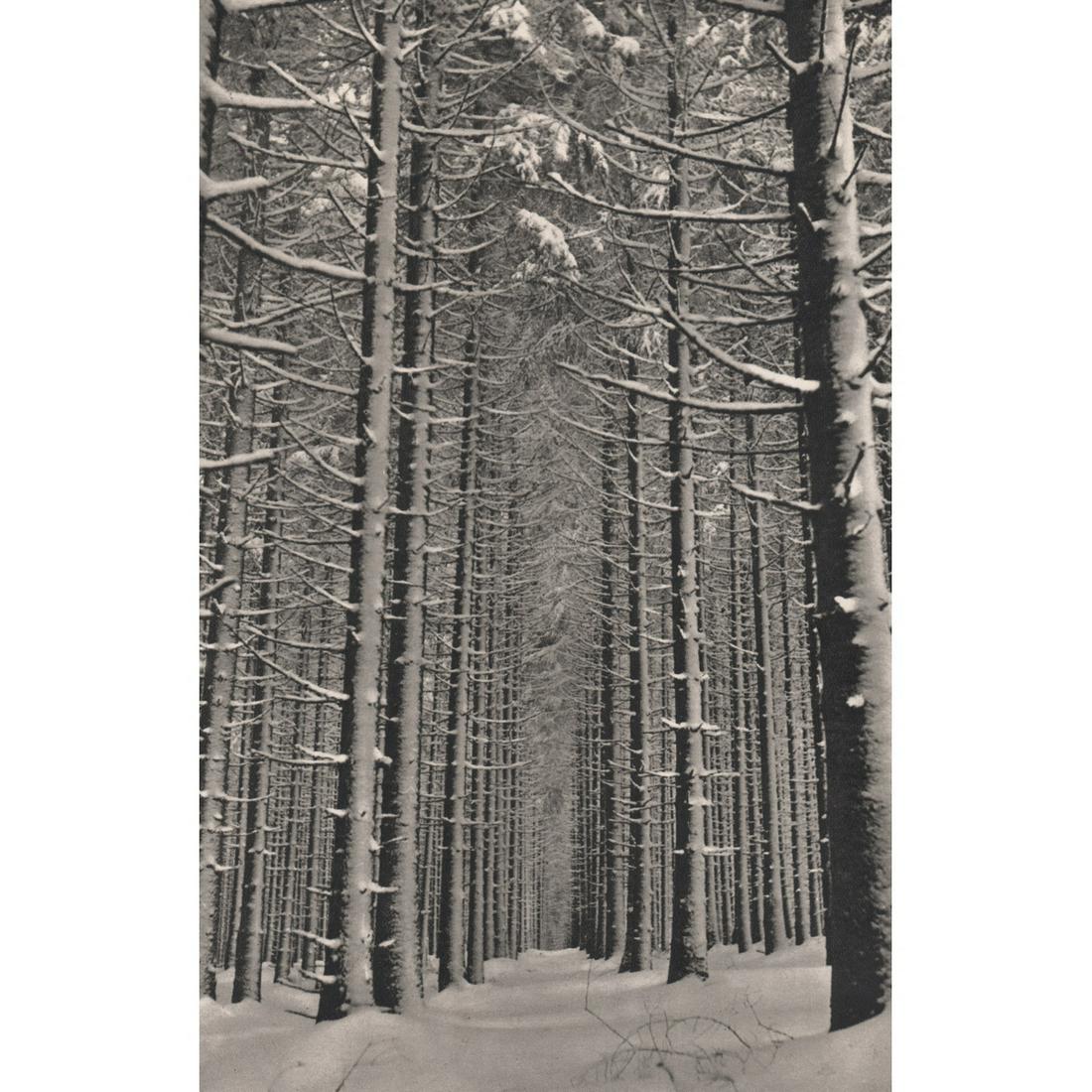 FRITZ KUHN - Cathedral in Winter Forest (1 of 1)