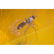43 g. 100% natural Baltic amber stone fossil with - 3