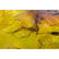43 g. 100% natural Baltic amber stone fossil with - 4