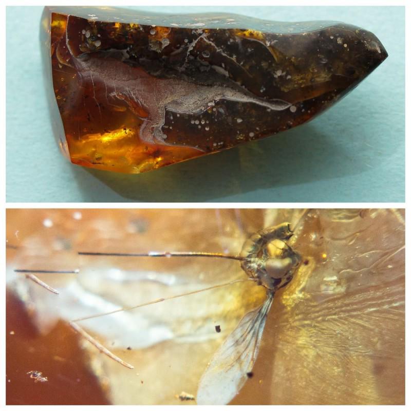 100% Natural Baltic amber stone with insect, inclusion (1 of 10)