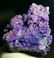Museum Level Grape Agate , BOTRYOIDAL CHALCEDONY , - 2