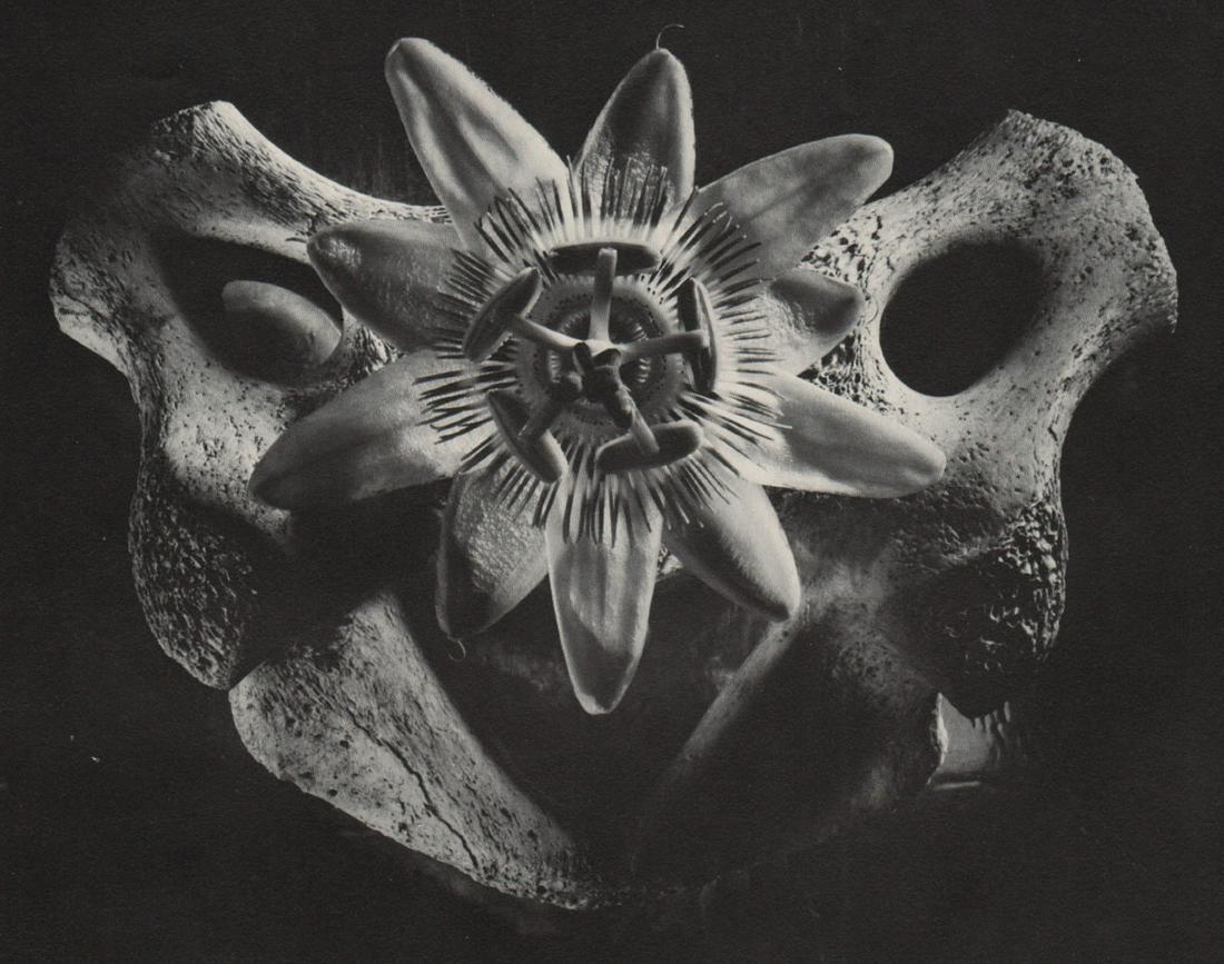 RUTH BERNHARD - Bone and Passion Flower: Artist: RUTH BERNHARD Print Title: Bone and Passion Flower Medium: Photo-lithograph Printed in: The USA, 1970Â’s Image Size approx: 5.5 x 7Â” Ruth Bernhard (1905 Â– 2006), was a legendary San