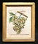 18thc hand colored copperplate engraving of golden