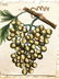 18thc hand colored copperplate engraving of golden - 2