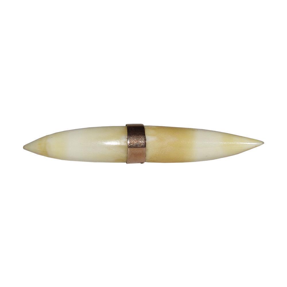 Victorian 14 kt Rolled Gold Alligator Tooth Brooch: Fantastic trophy pin from the Victorian Era. 14 kt rolled gold center with 2 alligator teeth. Measures 2 1/4" long and 8.5 mm's wide. Closes with c pin clasp. Stunning for lapels, blouses, or a hat. R