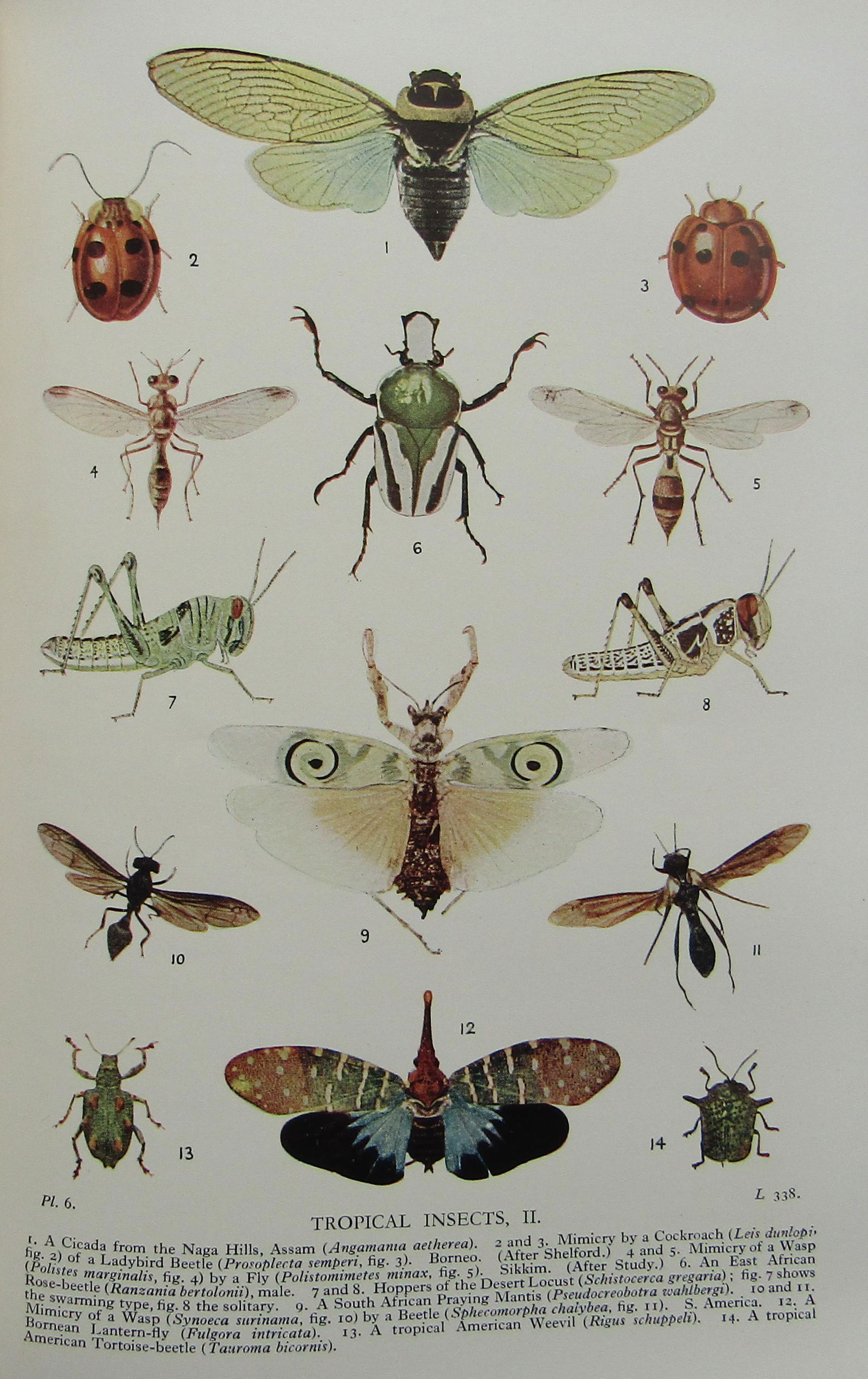 The Standard Natural History (1 of 4)