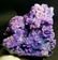 Museum Level Grape Agate , BOTRYOIDAL CHALCEDONY ,