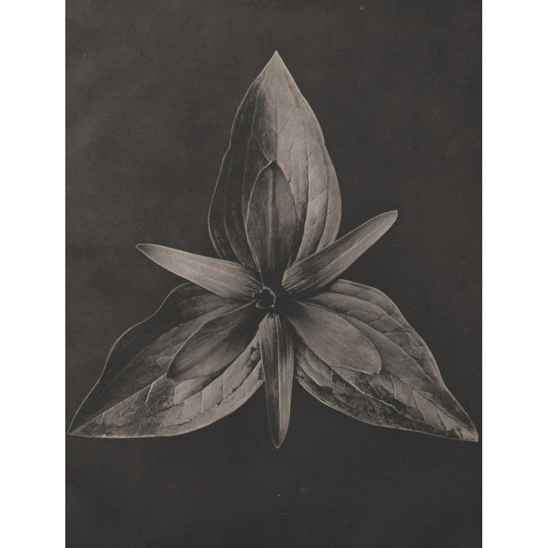 KARL BLOSSFELDT - Trillium sessile: Artist: KARL BLOSSFELDT Print Title: Trillium sessile Medium: Sheet-fed Gravure Printing Date: 1932 Printed in Germany Image Size approx: 11 X 8.5 inches Karl Blossfeldt (1865-1932) was a German photo