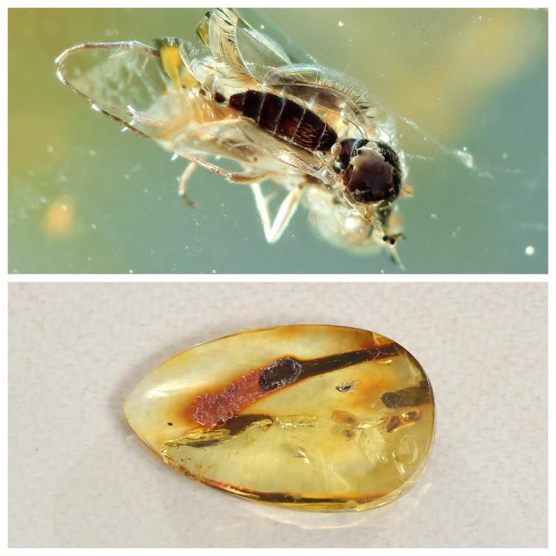 Insect in 100% Natural Baltic amber stone inclusion Fly: Faceted pendant shape unique amber piece with inclusion which is 45-50 million years old. Collectible piece! Extra big inclusion. Weight: 7.4 gram Inclusion: Fly (Diptera) Age: 45-50 million years old