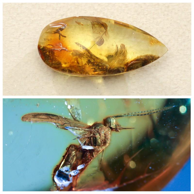 Insect in 100% Natural Baltic amber stone inclusion Fly: Faceted pendant shape unique amber piece with inclusion which is 45-50 million years old. Collectible piece! Extra big inclusion. Weight: 6.9 gram Inclusion: Fly (Diptera) Size: 13x22x47 mm Age: 45-50