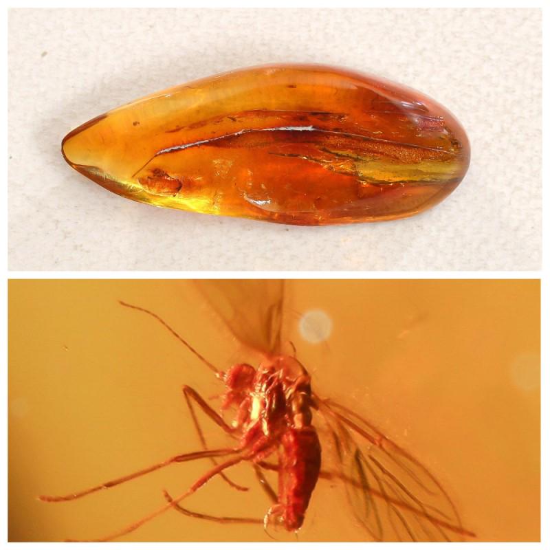 Insects in 100% Natural Baltic amber stone inclusions: In stone 2 inclusions. Faceted pendant shape unique amber piece with inclusion which is 45-50 million years old. Collectible piece! Weight: 9.4 gram Inclusion: Fly (Diptera) Size: 14x23x51 mm Age: 45-