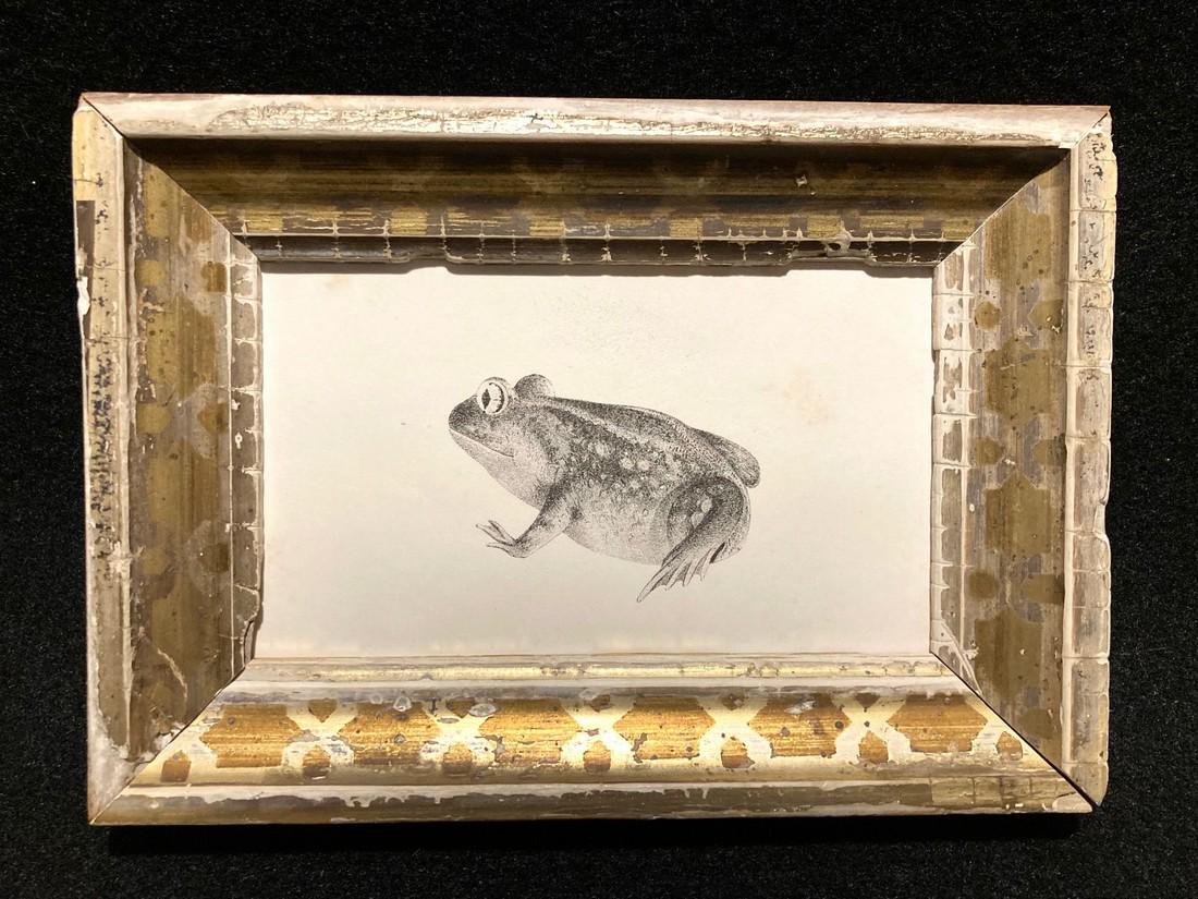 C1840 frog engraving (1 of 2)