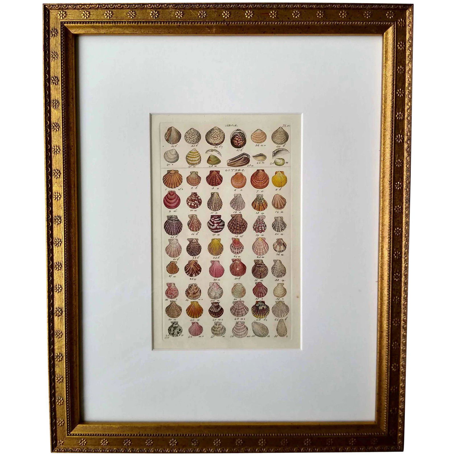Framed antique shell print - hand-colored engraving - (1 of 4)