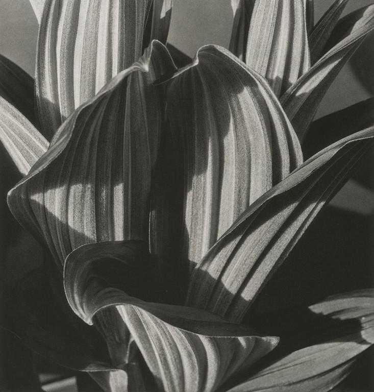 IMOGEN CUNNINGHAM - False Hellebore, 1926 (1 of 1)