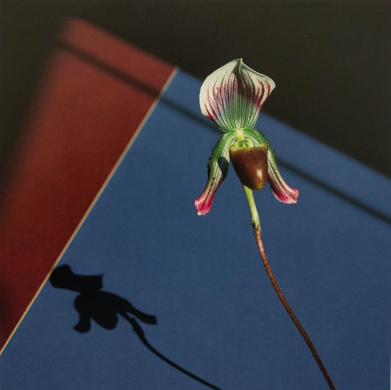 ROBERT MAPPLETHORPE - Orchid, 1986 (1 of 1)