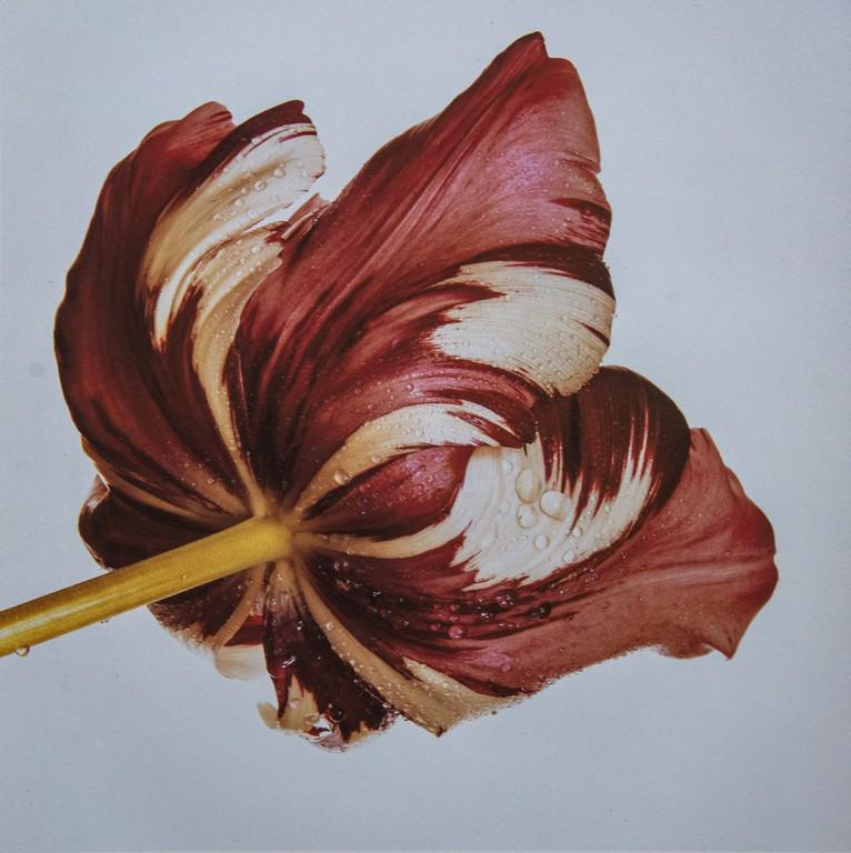 IRVING PENN - Purple Tulip, 1967 (1 of 1)