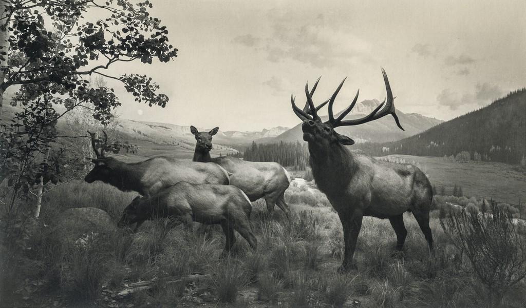 HIROSHI SUGIMOTO - Wapiti, 1980 (1 of 1)