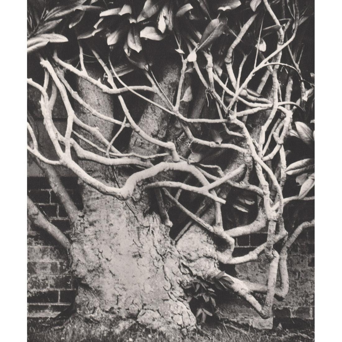 CECIL BEATON - Magnolia: Artist: CECIL BEATON Print Title: Magnolia Medium: Sheet-fed Gravure Printing Date: 1960's Printed in Great Britain Image Size: 7.5 X 6.5 inches Cecil Beaton was an English fashion, portrait and war p