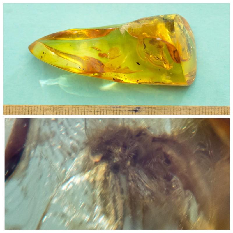 11.75 g. 100% natural Baltic amber stone fossil with: Weight: 11.75 gram Size: 21x24x51 mm Inclusion: mosquito (Culicidae) Age: 45-50 million years old Stone: 100% natural Baltic amber Photo of insects made with zoom Treatment: no Condition: as on the ph