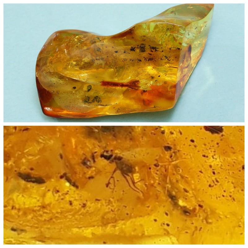 34.34 g. 100% natural Baltic amber stone fossil with: Weight: 34.34 gram Size: 23x36x61 mm Inclusion: Fly (Diptera) Age: 45-50 million years old Stone: 100% natural Baltic amber Treatment: no Condition: as on the photo (good) Tested 100% natural Baltic a
