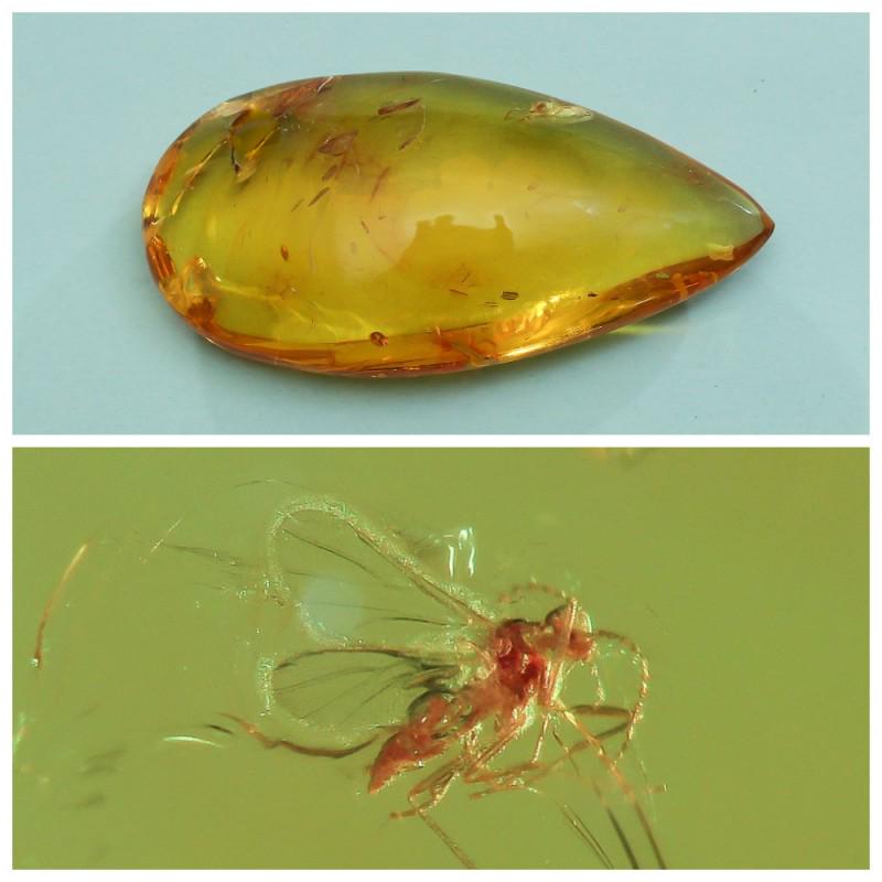 33.59 g. insect in 100% Natural Baltic amber stone: Faceted pendant shape unique amber piece with inclusion which is 45-50 million years old. Collectible piece! Weight: 33.59 gram Inclusion: Fly (Diptera) Age: 45-50 million years old Size: 9x20x41 mm S