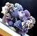 Grape Agate Chalcedony Specimen , Botryoidal Chalcedony - 3