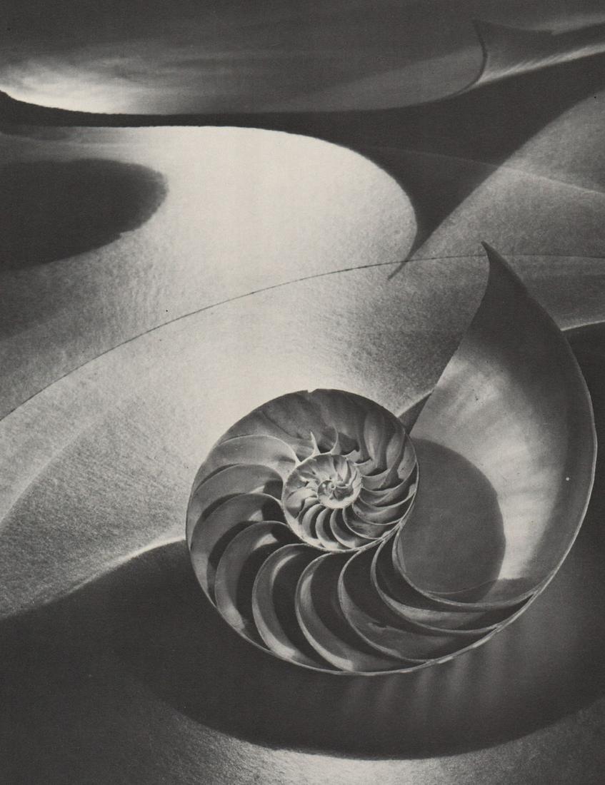 CARLOTTA M. CORPRON - Space Compostion with Chambered (1 of 1)