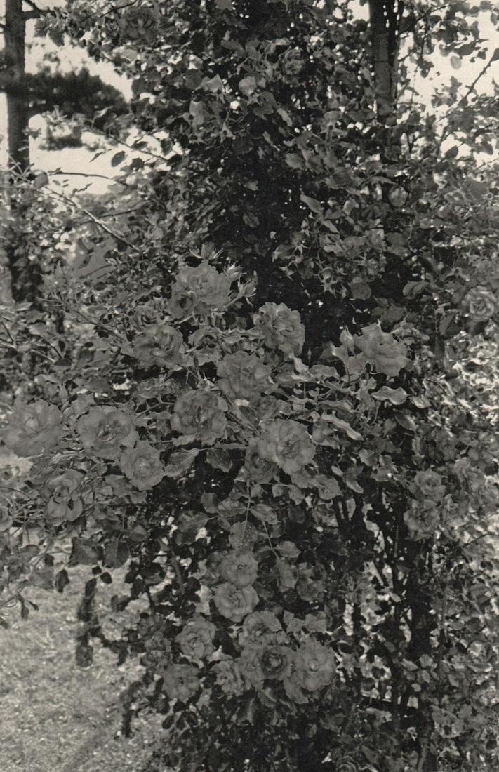 LEE FRIEDLANDER - Paris,1973: Artist: LEE FRIEDLANDER Print Title: Paris,1973 Medium: Photoengraving Printed 1980’s in the US Image size (inches) approx. 11 x 7” Lee Friedlander is an American photographer and artist. In the 1