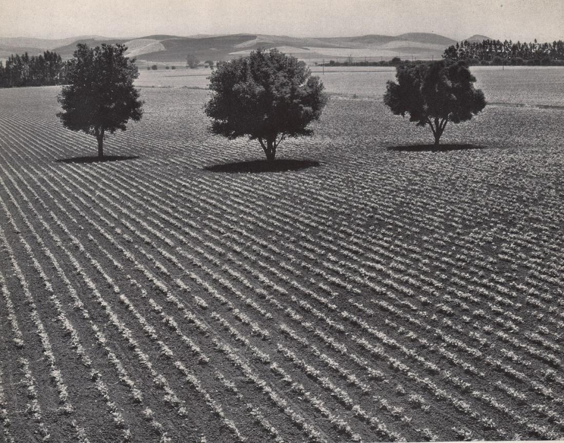 EDWARD WESTON - Bean Ranch, Orange County: Artist: EDWARD WESTON Print Title: Bean Ranch, Orange County Medium: Photoengraving Printed in USA in 1940’s Image Size approx: 7 x 9” Edward Weston 1886-1958) was a 20th-century American photogra