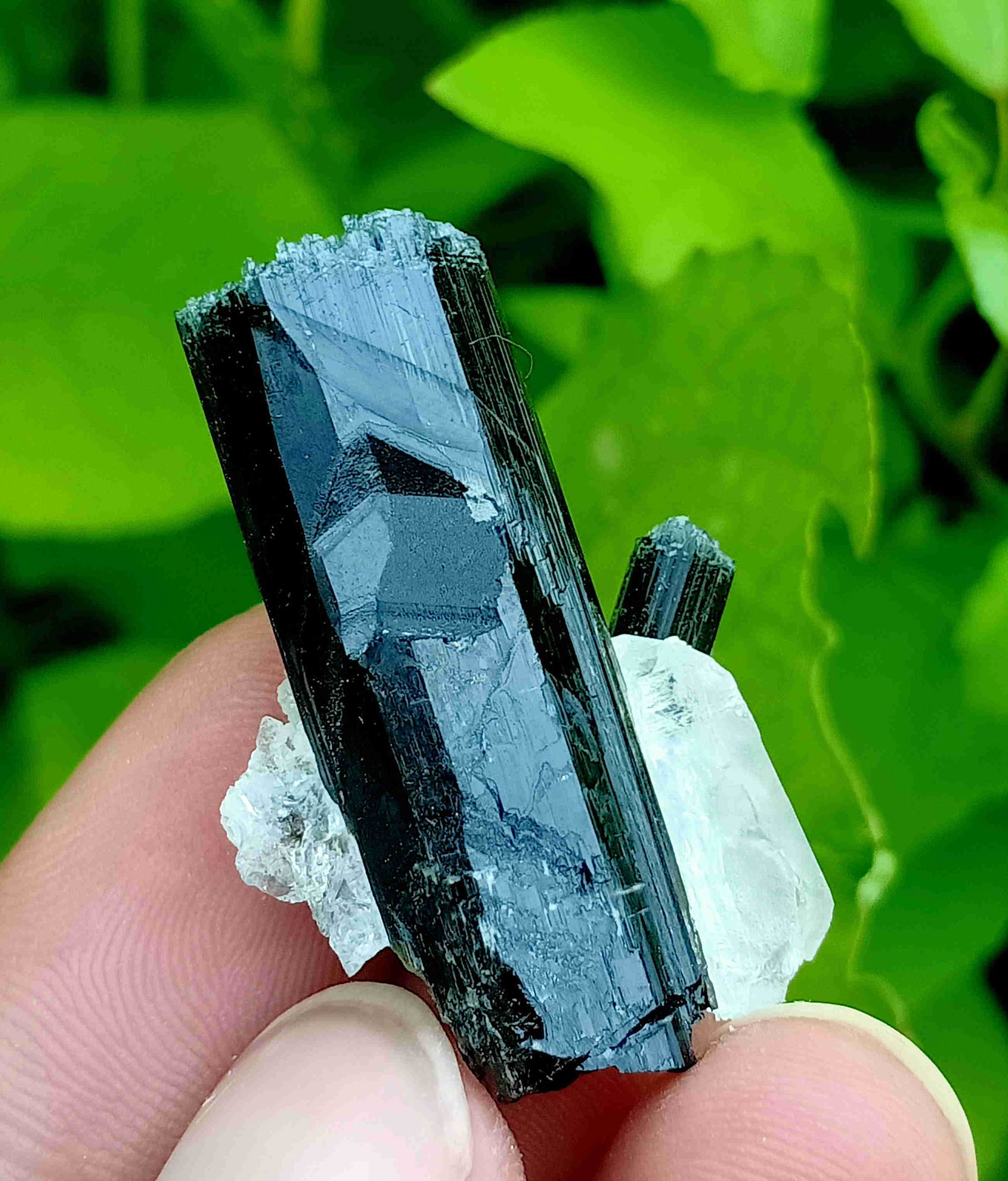 13 Gram Well Terminated Natural Black Tourmaline With: Title: 13 Gram Well Terminated Natural Black Tourmaline With Quartz Specimen Treatment: Natural Weight: 13 Gram Size/Dimensions: 34x18x12 mm Origin: Pakistan Reserve: $10.00 Shipping: Domestic: Flat-r