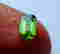 item-89726823=4