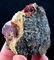 Natural Zircon Crystal On Matrix Specimen - 149 Gram - 3