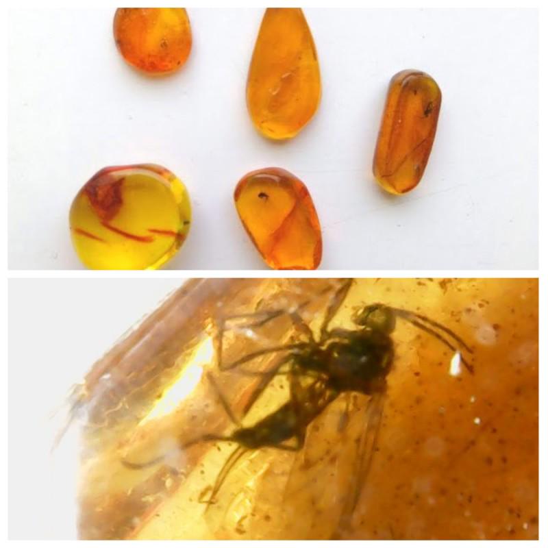 Inclusions in natural Baltic amber, 5 Gemstones fossils: Collection of 5 natural Baltic amber gemstones. Each stone with inclusion. In one of the stones a spider. Good for collection or jewelry. Weight: 1.8 gram Size: 8-17 mm Inclusion: spider (Araneae), Fl