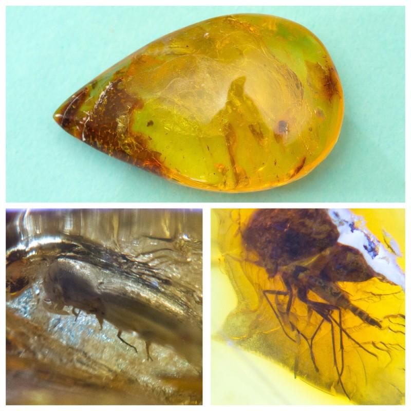 Insects in 100% Natural Baltic amber stone 2 inclusions: 2 inclusions in stone, one of them is a beetle. Faceted pendant shape unique amber piece with inclusion which is 45-50 million years old. Collectible piece! Weight: 8.29 gram Inclusion: beetle (Coleop