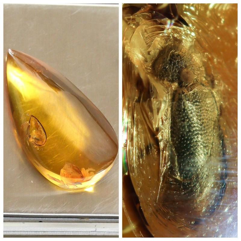 Insect in 100% Natural Baltic amber stone inclusion: Faceted pendant shape unique amber piece with inclusion which is 45-50 million years old. Collectible piece! Extra big inclusion. Weight: 6 gram Inclusion: beetle (Coleoptera) Size: 15x21x41 mm Age: 4