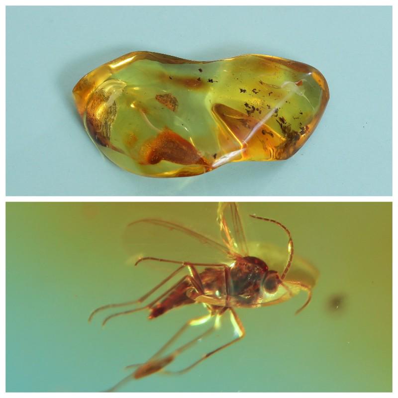 38 g. 100% natural Baltic amber stone fossil with: Weight: 38 gram Size: 19x49x90 mm Inclusion: Fly (Diptera) Age: 45-50 million years old Stone: 100% natural Baltic amber Treatment: no Condition: as on the photo (good) Tested 100% natural Baltic ambe