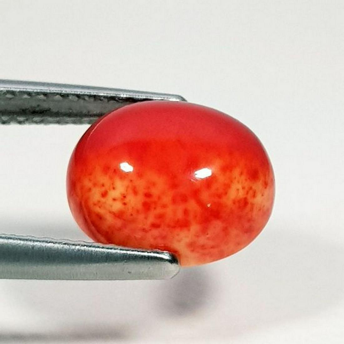 3.30 ct Natural Red Coral - Coted: No Reserve! Title: 3.30 ct Natural Red Coral - Coted Color/Clarity: Opaque Gemstones: Loosegemstone Carat Weights: 3.3 Size/Dimensions: 11.00 x 9.10 x 5.30 Additional Information: Oval - Italy Shippin