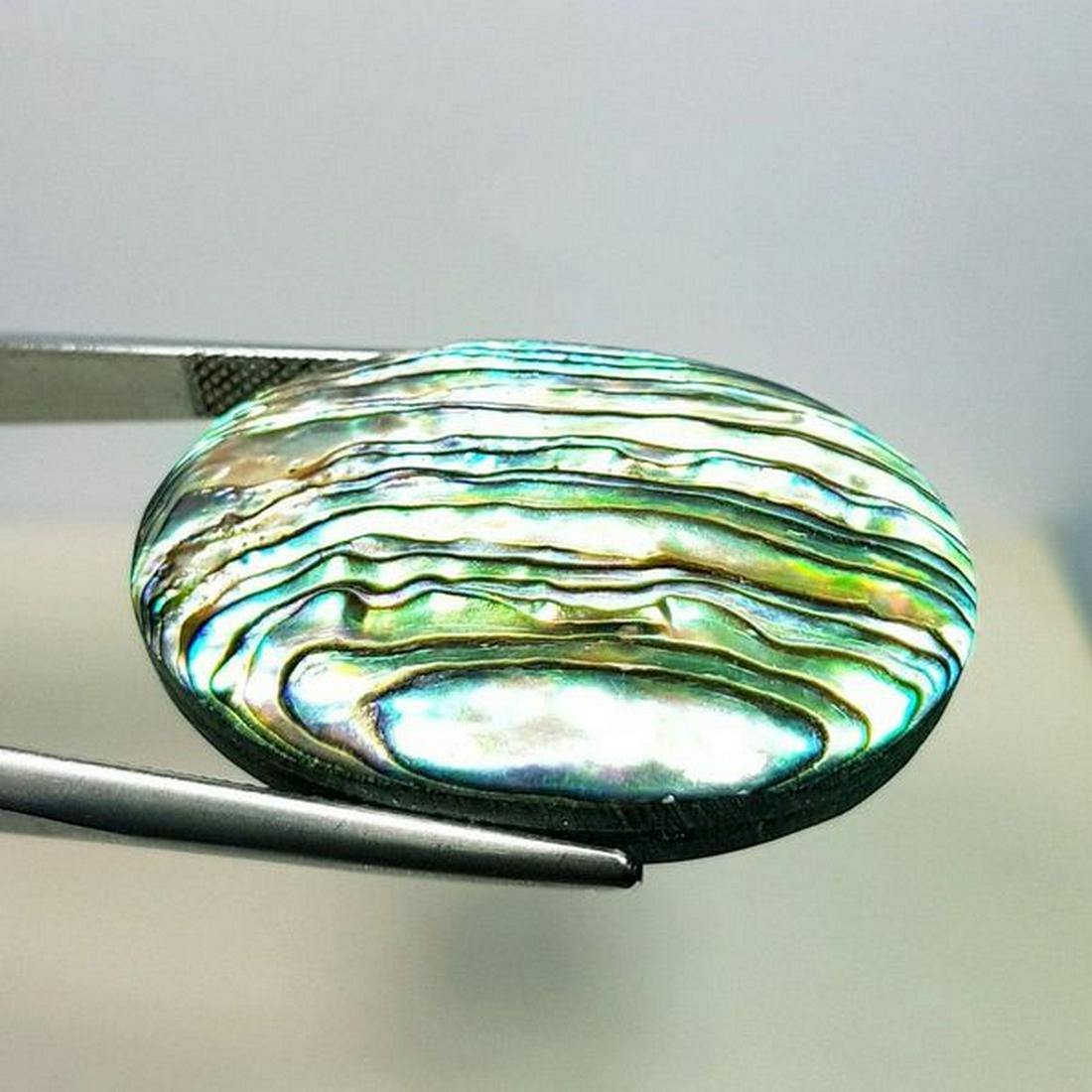 40.70 ct Australian Abalon (1 of 4)