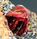 63 Gram Rare Terminated & Undamaged Blood Red Color - 3
