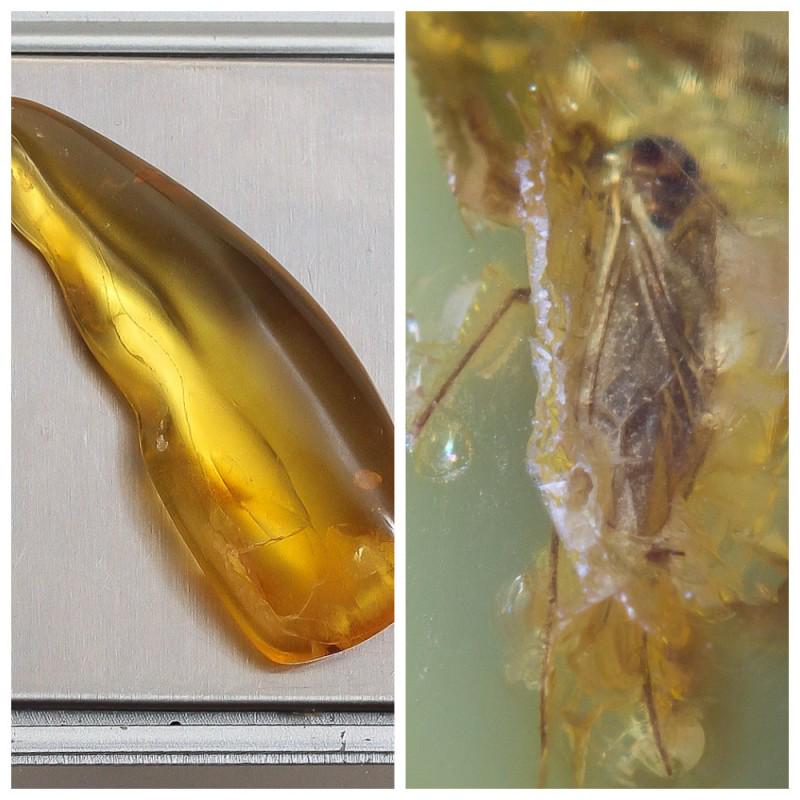 Insect in 100% Natural Baltic amber stone inclusion Fly: Faceted pendant shape unique amber piece with inclusion which is 45-50 million years old. Collectible piece! Extra big inclusion. Weight: 6.4 gram Inclusion: Fly (Diptera) Size: 11x20x56 mm Age: 45-50