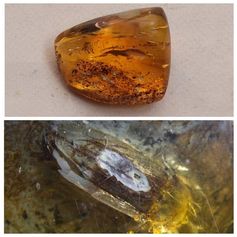 23 g. 100% natural Baltic amber stone fossil with: There are several inclusions in the stone, one of them beetle. Weight: 23 gram Size: 24x38x48 mm Inclusion: beetle (Coleoptera), fly (Diptera) Age: 45-50 million years old Stone: 100% natural Baltic a