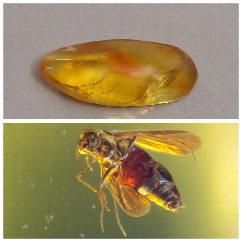 Insect in 100% Natural Baltic amber stone inclusion Fly: Faceted pendant shape unique amber piece with inclusion which is 45-50 million years old. Collectible piece! Weight: 10 gram Inclusion: Fly (Diptera) Size: 14x24x54 mm Age: 45-50 million years old Sto