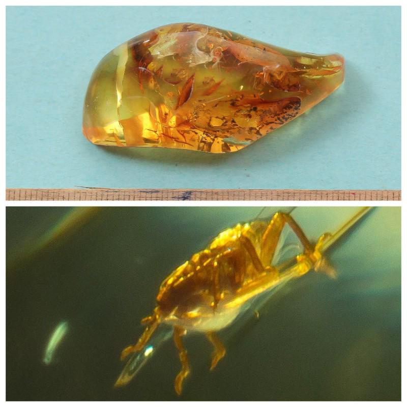 Insect in 100% Natural Baltic amber stone inclusion Fly: Faceted pendant shape unique amber piece with inclusion which is 45-50 million years old. Collectible piece! Weight: 10 gram Inclusion: Fly (Diptera) Size: 16x23x50 mm Age: 45-50 million years old Sto