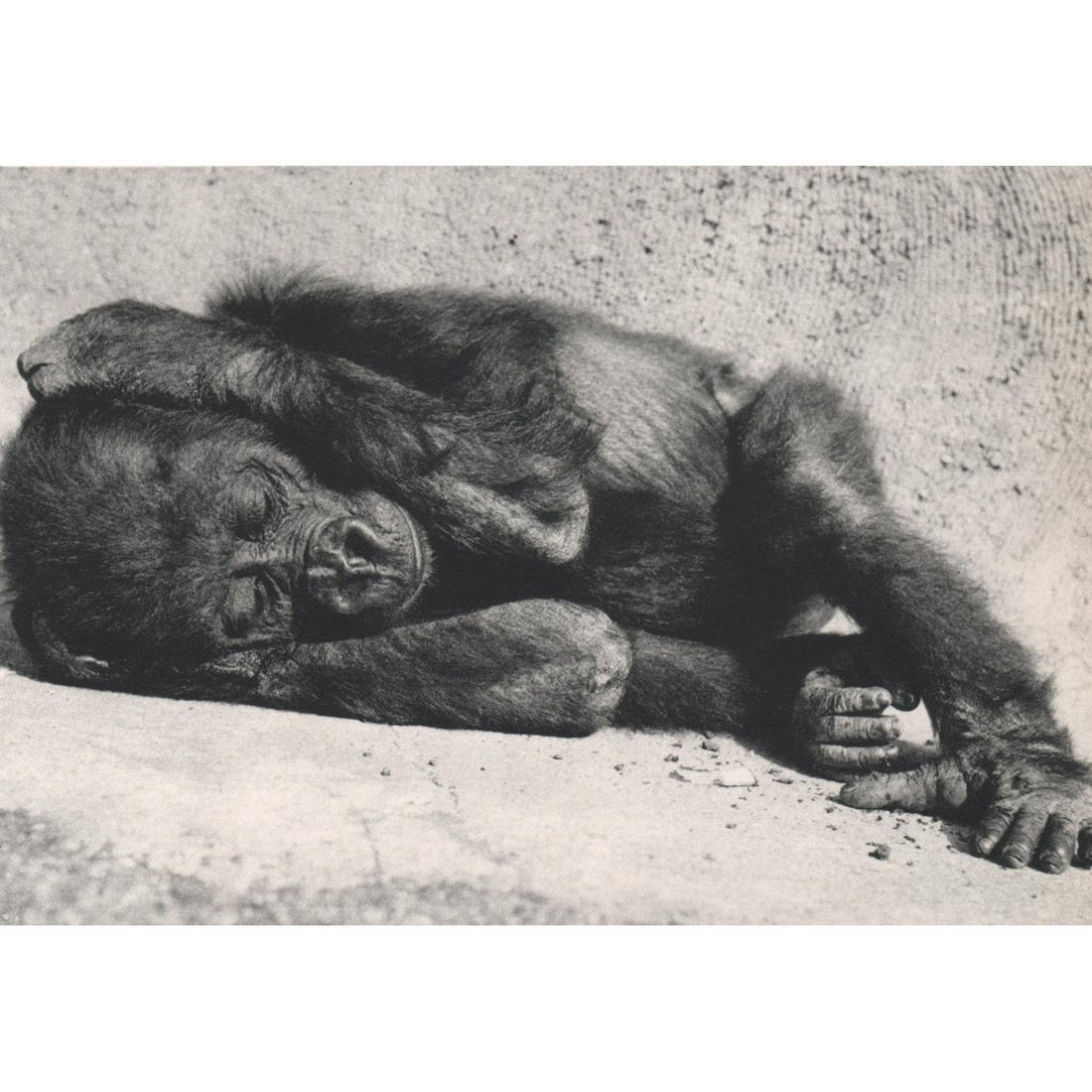 YLLA - Baby Gorilla (1 of 1)