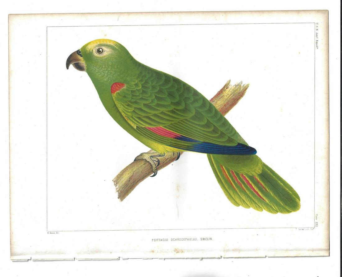 1855 Fine Colored Lithograph of a Parrot (1 of 1)