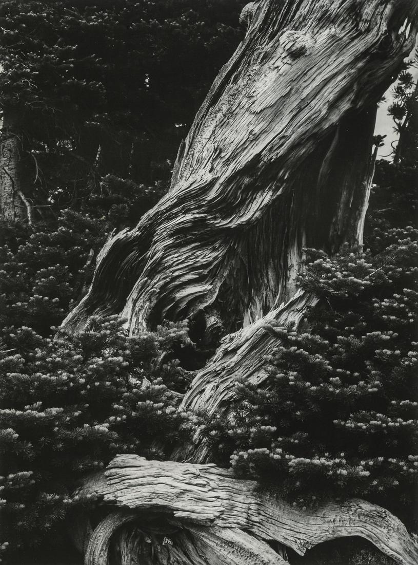 MINOR WHITE - Copper Creek, Oregon (Wallowa Mountains) (1 of 1)