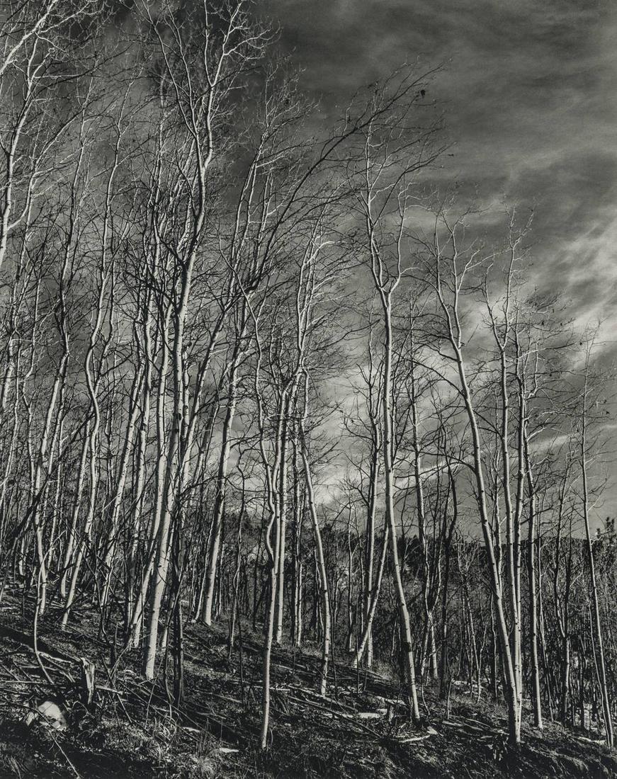 EDWARD WESTON - Aspen Valley, 1937 (1 of 1)